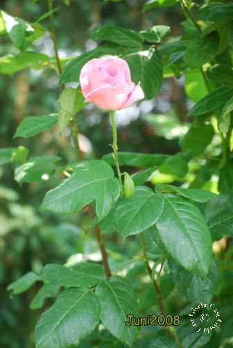 Images/Rose6.jpg