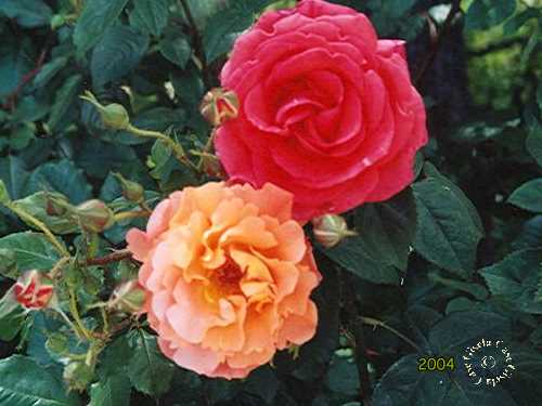 Images/Rose7.jpg