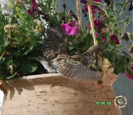 Images/Spatzen14_06-08.jpg
